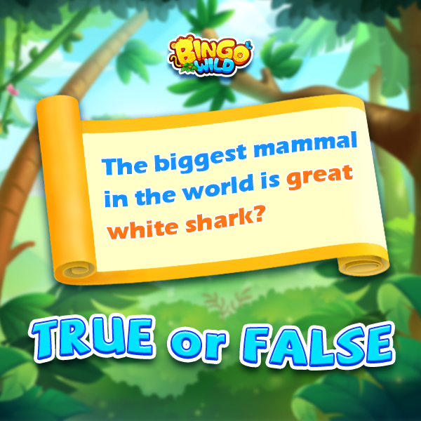 【Official】Bingo Wild tweet media