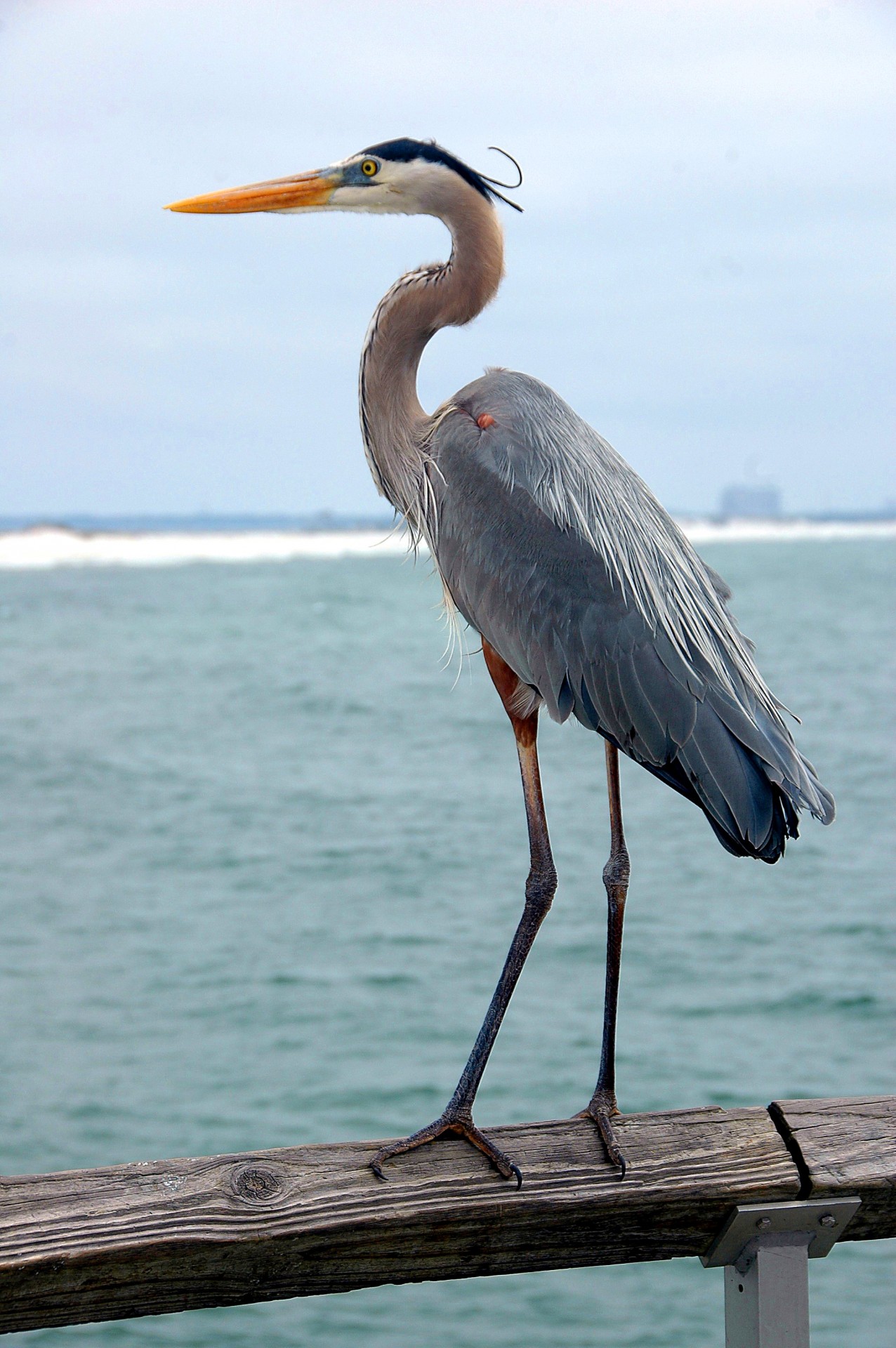Hindi Meaning Of Heron Bird