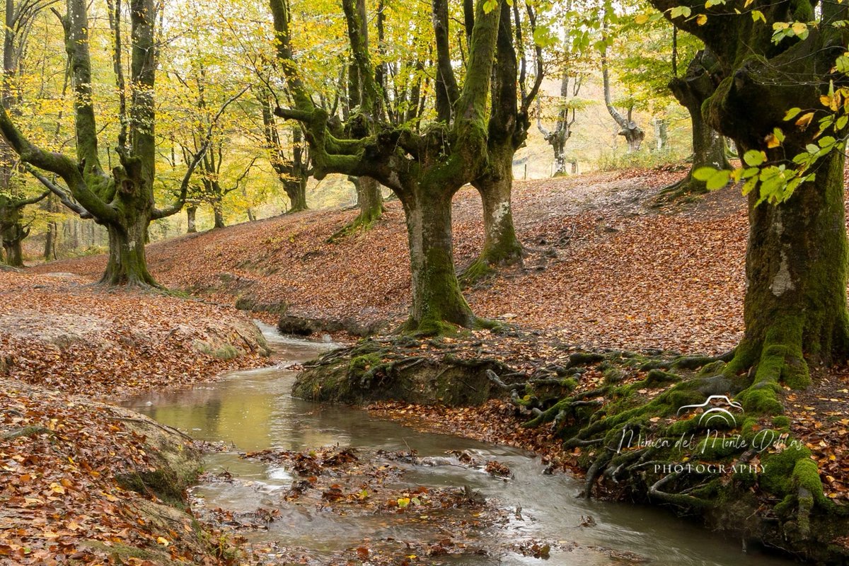 Postales de otoño
#canonespana #canonespaña #natgeoyourshot #landscapephotography #fotografiadepaisaje