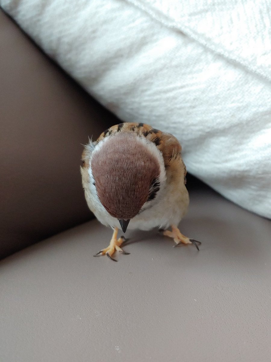 졸림