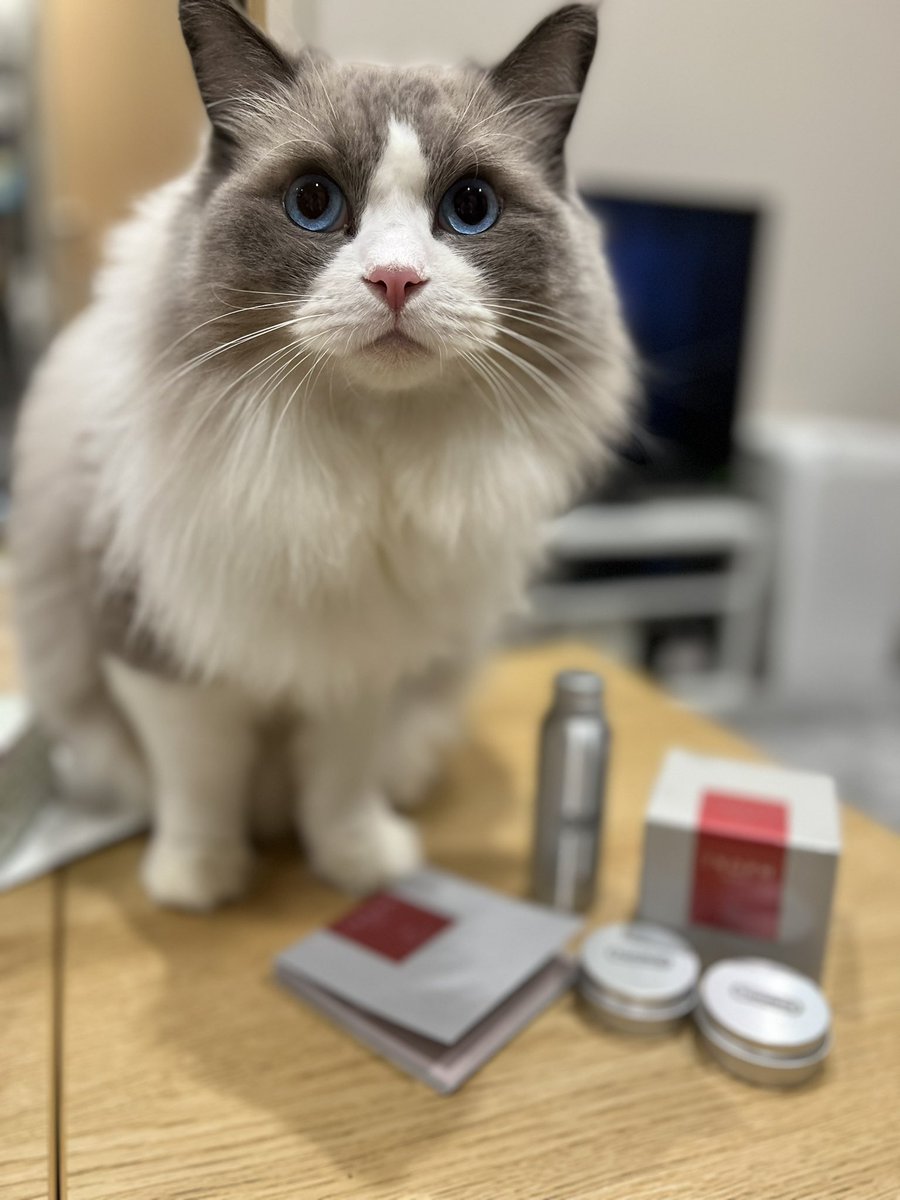 makosensei0403's tweet image. サプリメントの写真撮りたいのに梅吉にピントが合っちゃう…
#tworks #twact #ラグドール #ragdoll #映りたがり