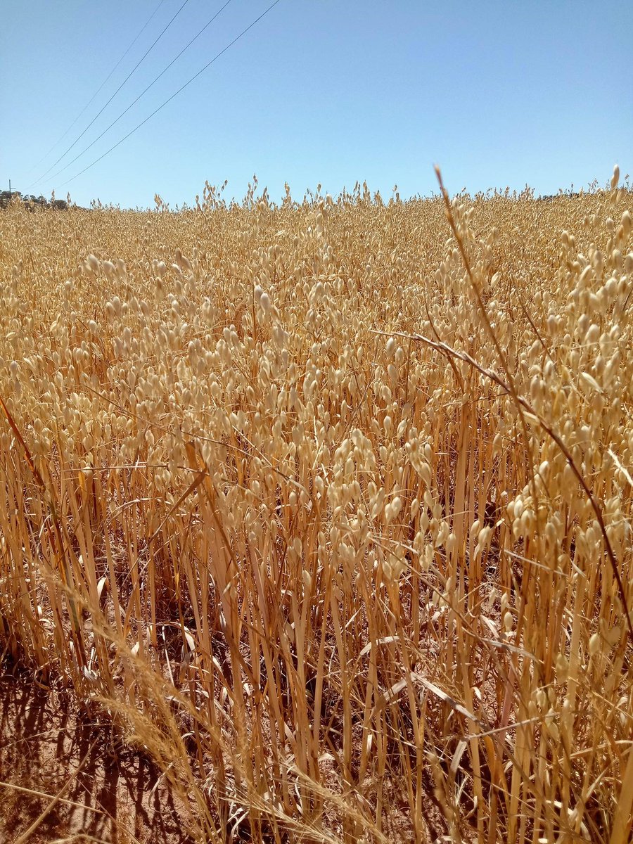 Muresk Institute tweet media