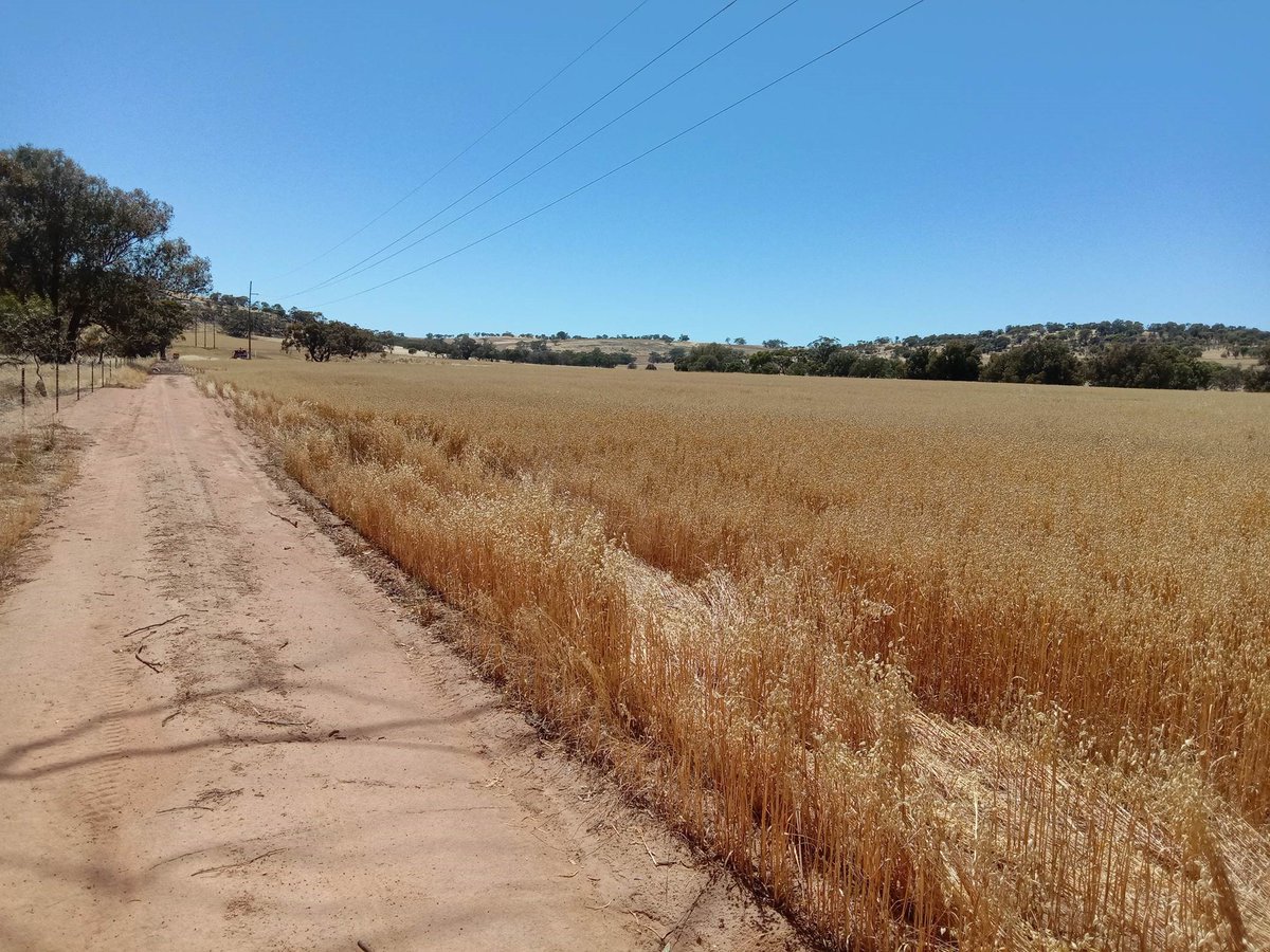 Muresk Institute tweet media