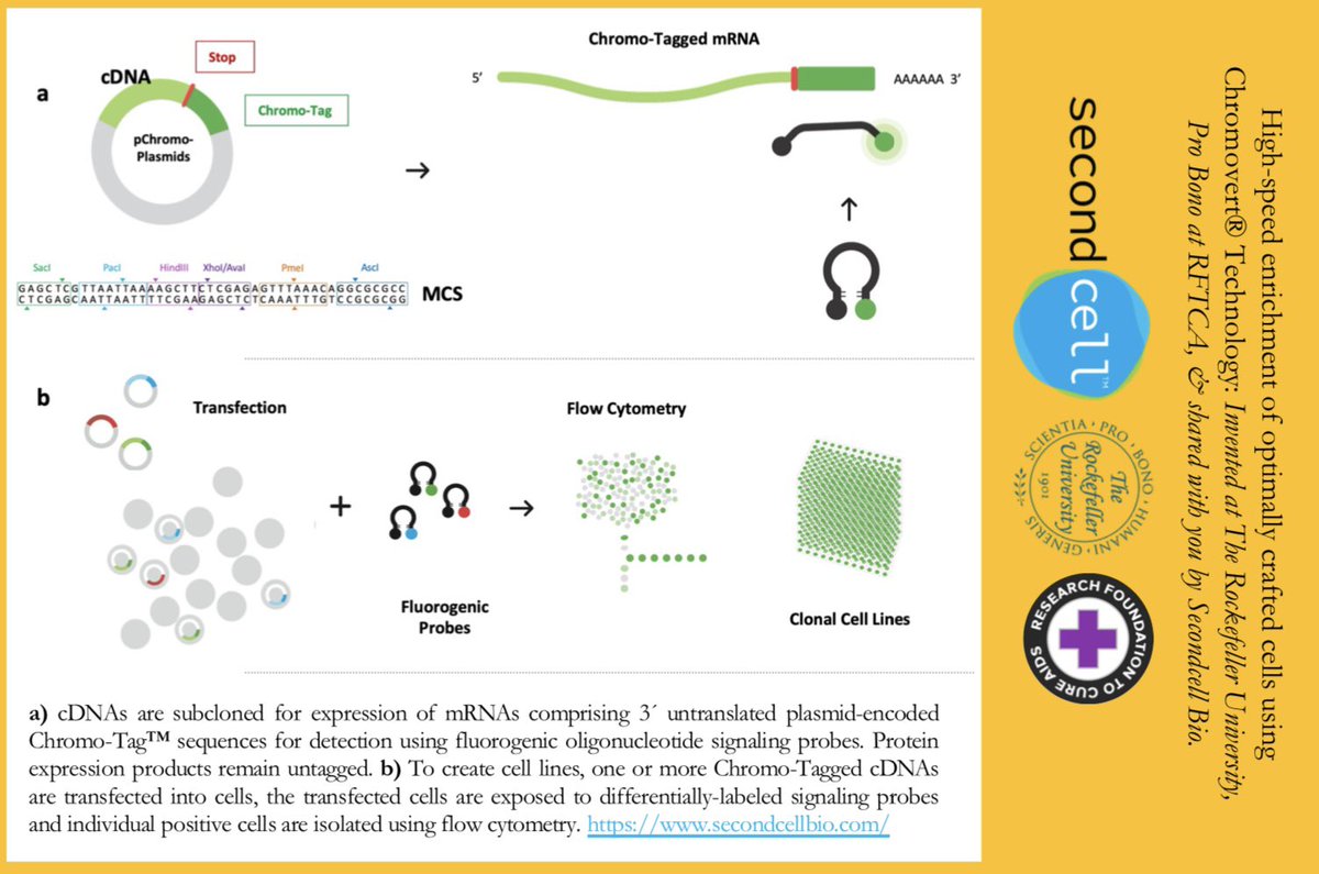 Chromovert® Technology was used to create cell lines for a diversity of proteins. Read the influential publication of our technology spearheaded by @kambizshekdar here in Biotechnology Letters: link.springer.com/article/10.100… #cellengineering #chromovert #molecularbeacon #biotech