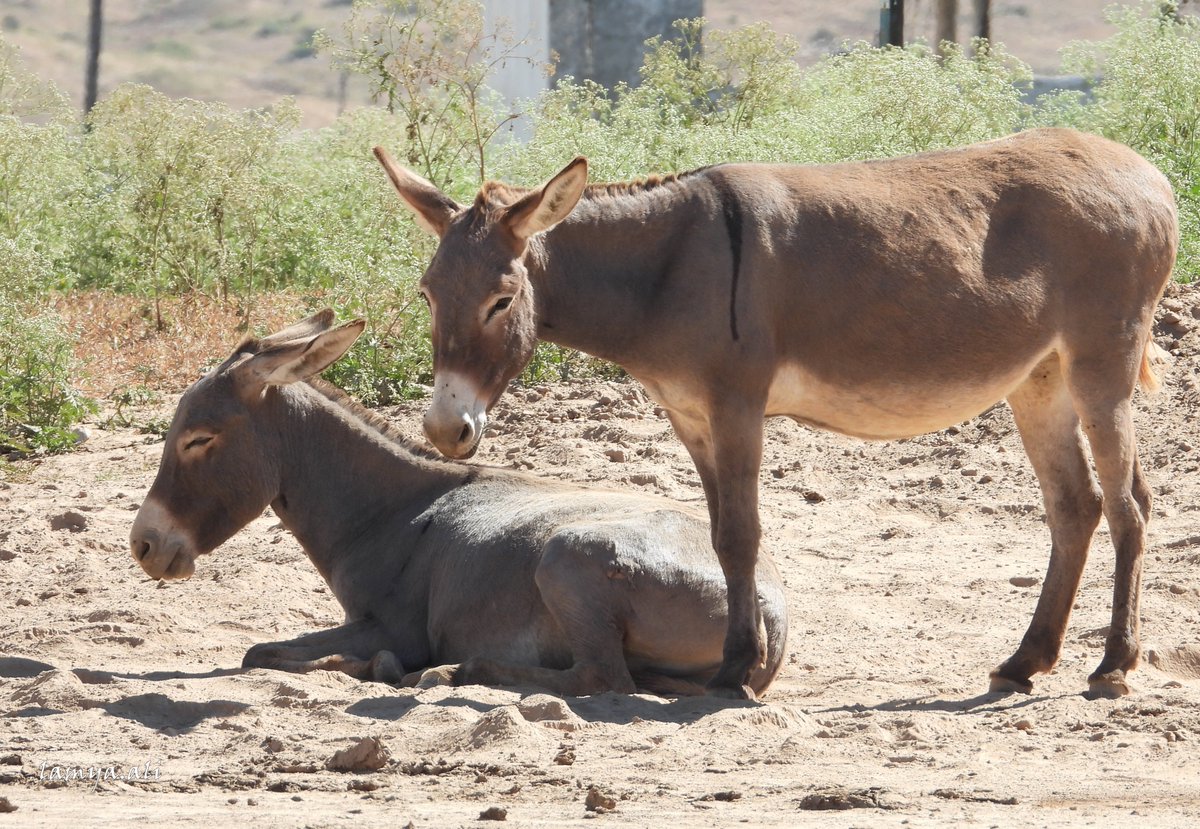 ماعليش يا ختي القادم اجمل