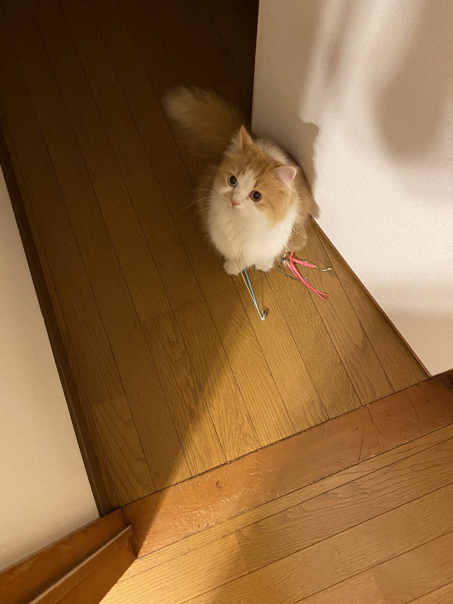 hide71970534's tweet photo. 相棒は夜な夜なオモチャを口に咥えず身体に巻いて寝室に現れます。😹 https://t.co/hDxqhPjr8S