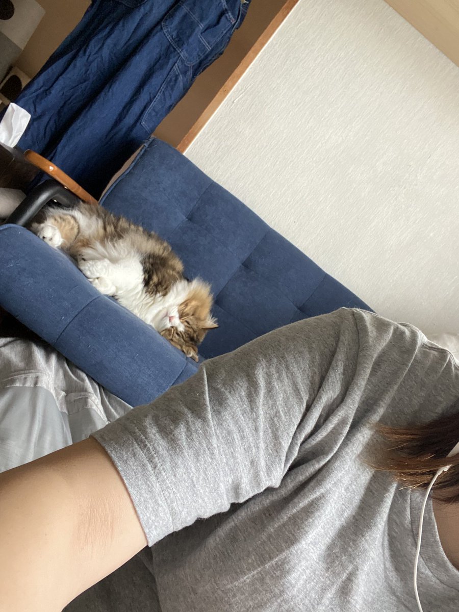 ganmotyan's tweet photo. リモート会議に写りこむ猫 https://t.co/NRTC6LylQI