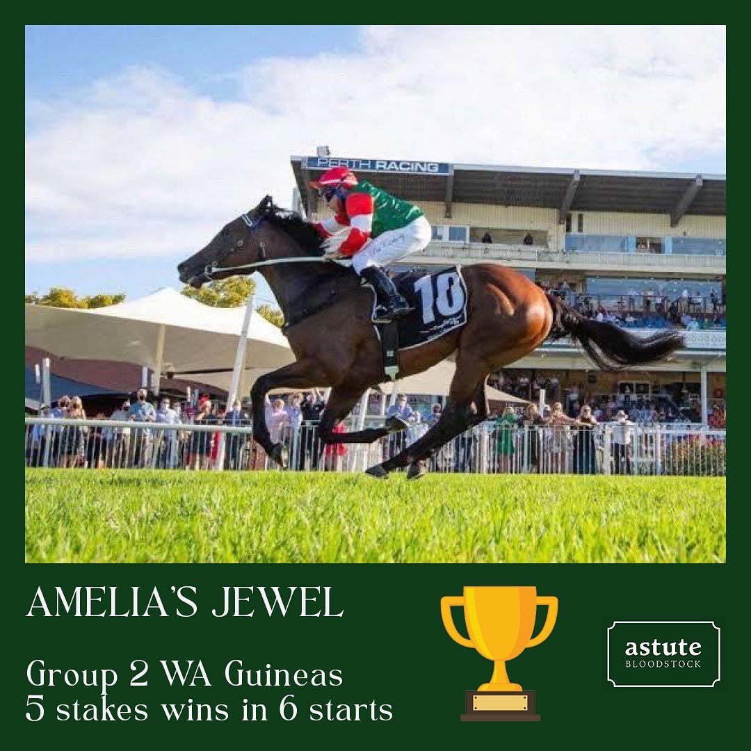 AstuteBldstock's tweet photo. It has been 44 years since a horse managed to win both the Gr2 Karrakatta Plate and the Gr2 WA Guineas and AMELIA'S JEWEL did it on Saturday.

Congratulations to all involved for this wonderful achievement.

Contributing to moments like this is what makes my job so rewarding. https://t.co/eo8i8A5iyg