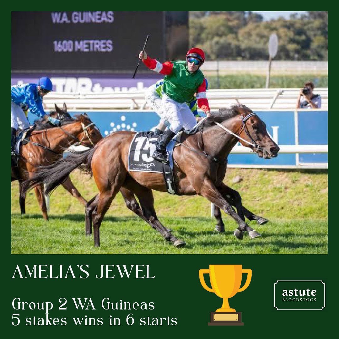 AstuteBldstock's tweet photo. It has been 44 years since a horse managed to win both the Gr2 Karrakatta Plate and the Gr2 WA Guineas and AMELIA'S JEWEL did it on Saturday.

Congratulations to all involved for this wonderful achievement.

Contributing to moments like this is what makes my job so rewarding. https://t.co/eo8i8A5iyg