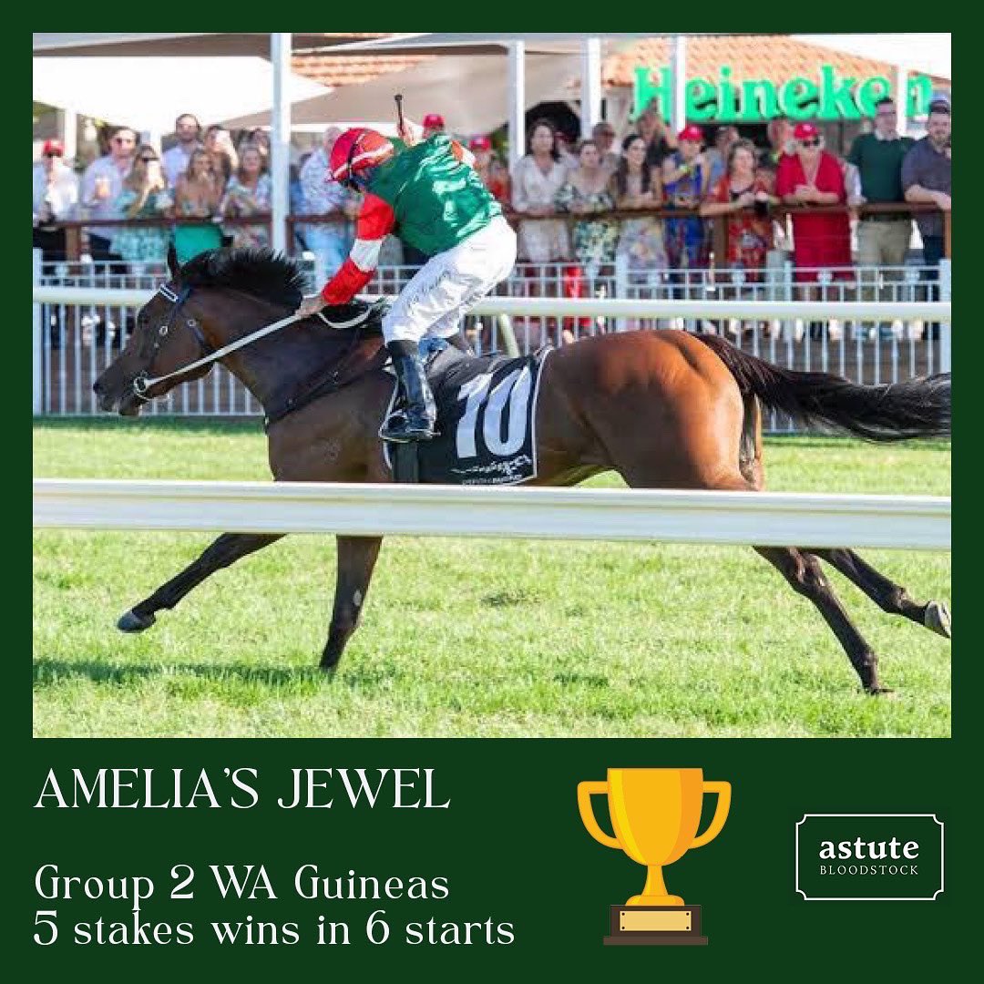 It has been 44 years since a horse managed to win both the Gr2 Karrakatta Plate and the Gr2 WA Guineas and AMELIA'S JEWEL did it on Saturday.

Congratulations to all involved for this wonderful achievement.

Contributing to moments like this is what makes my job so rewarding.