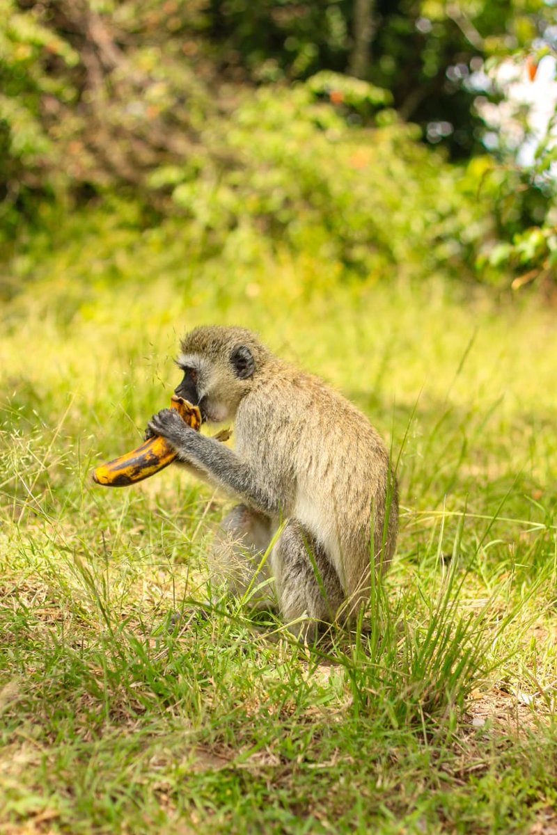 trekktours's tweet photo. 4 DAYS EXPLORE MAASAI MARA LAKE NAKURU NATIONAL PARK SAFARI https://t.co/q1Er8HMWlG