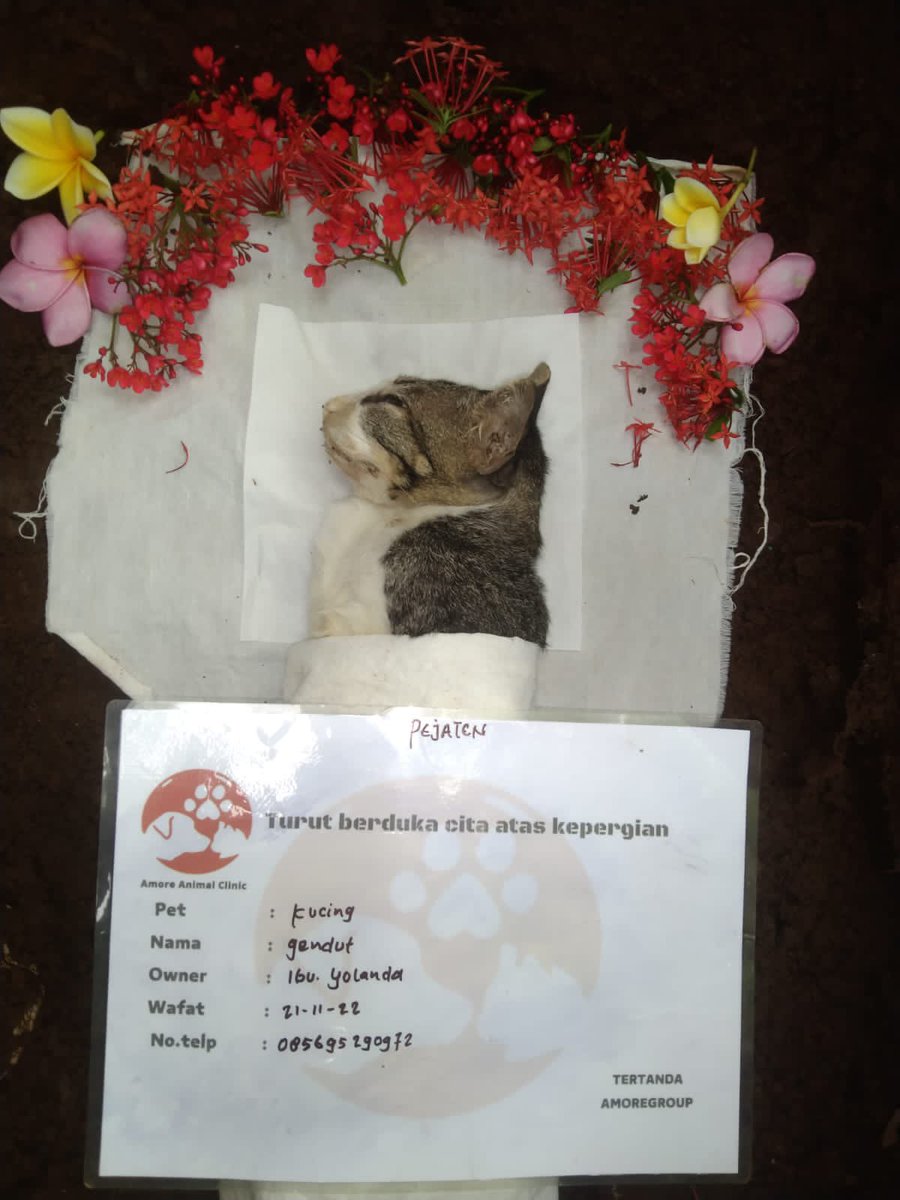 ether_lix's tweet photo. Foto terakhir Gendat di peristirahatan dia 🥀😊

Oh iya sisa dari donasi tadi udah beberapa aku salur kan ya. Ada yg kucing nya membutuhkan donasi agar bisa di rawat. Dan sisa nya buat street feeding.

Dan ini bakal jadi penutup dari thread untuk Gendat. Terimakasih semuanya🙏🏼 https://t.co/ifKbn1MsoI
