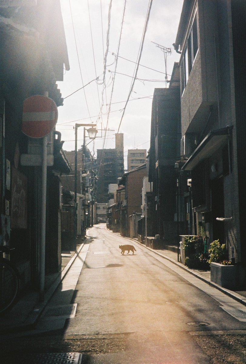 kyohe46's tweet photo. フィルム美しす
#写真 #フィルムカメラ #ハーフカメラ #スナップ写真 #photo https://t.co/DST808yJ1O