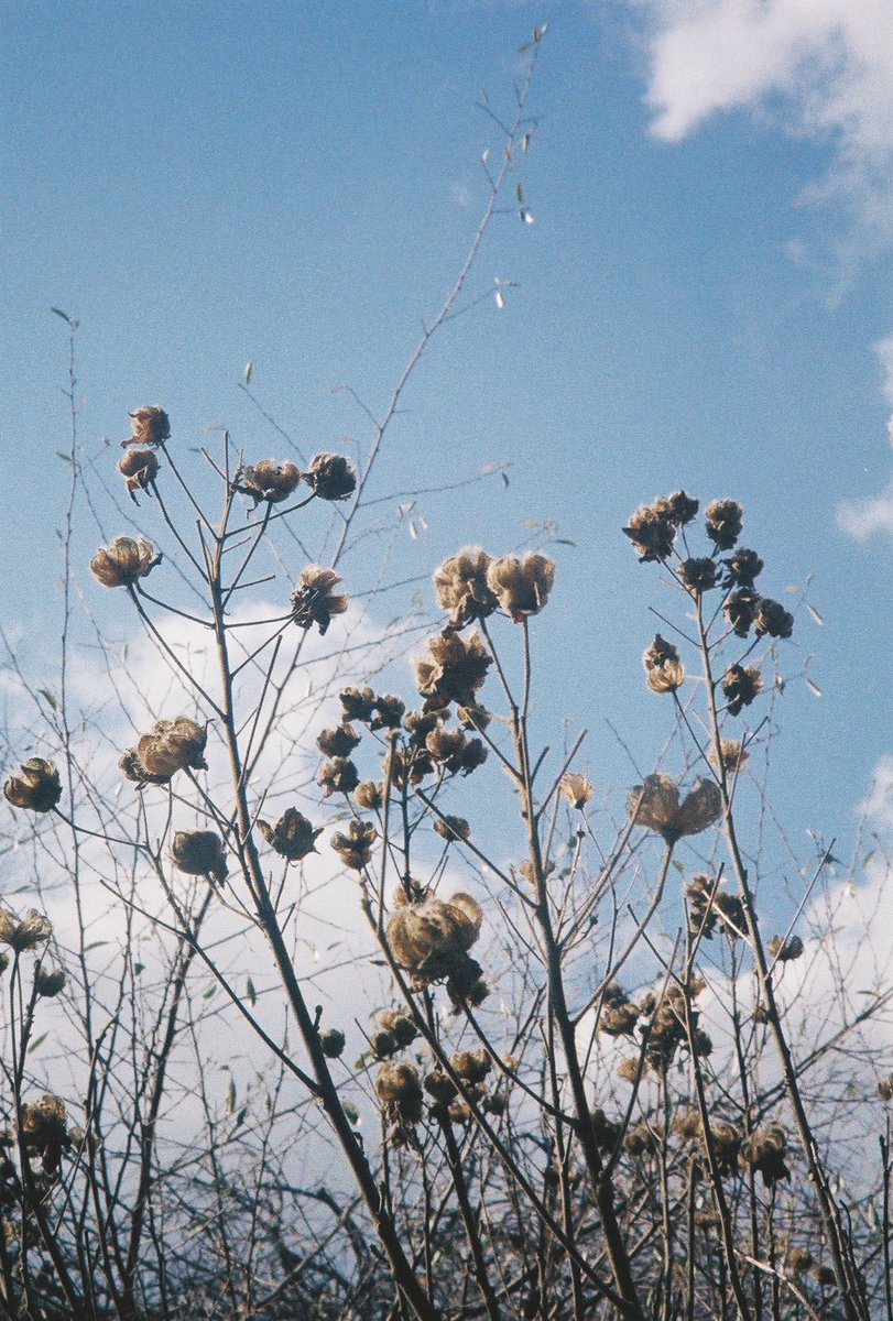 kyohe46's tweet photo. フィルム美しす
#写真 #フィルムカメラ #ハーフカメラ #スナップ写真 #photo https://t.co/DST808yJ1O