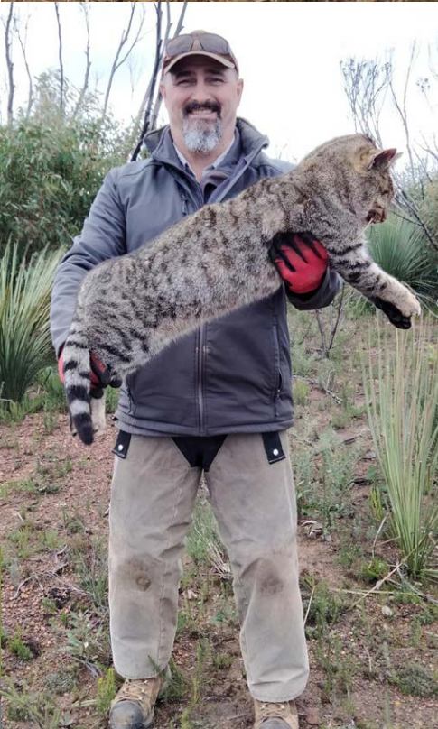 Measuring in at 1.02m! this #feralcat, #notapanther, is the longest caught, so far, during the <a href="/KILandscapeSA/">Kangaroo Island Landscape Board</a> Kangaroo Island Dunnart Project. Since the 2019-2020 bushfires, theproject have caught over 1,250 feral cats &amp; detected KI dunnarts in 99 sites! fal.cn/3tNjt