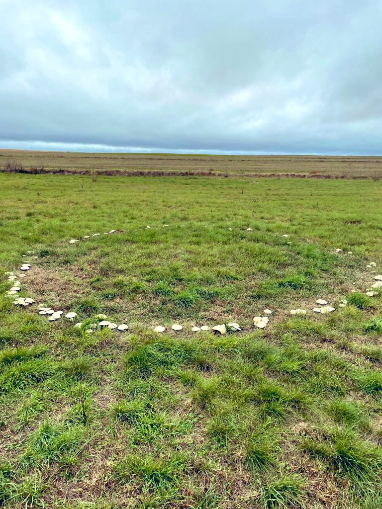 #LosMartesVerdes 

Comparto con vosotros esta curiosidad que nos encontramos  en una pradera.

Lo llaman #corroDeBrujas, y se forma por el crecimiento radial del micelio de un hongo 🍄 

🧙‍♀️Antiguamente, decían que eran lugares donde habían bailado hadas, duendes o brujas.🤷🏻‍♂️