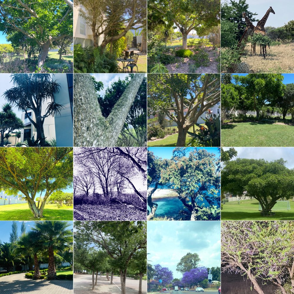 gatvolinthecity's tweet image. #thicktrunktuesday #Novembertrees #trees