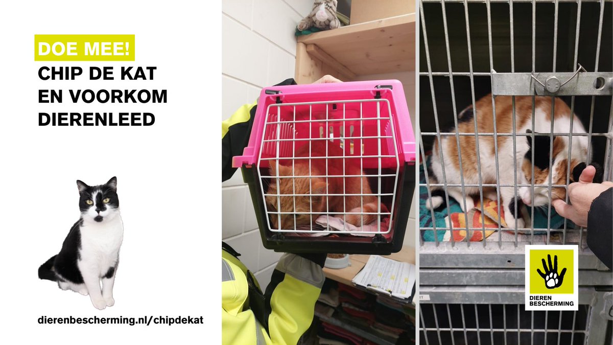 #Chipdekat Afgelopen week bleek maar weer waarom chippen en registreren zo belangrijk is.

Collega's van de dierenambulance Enschede vonden Nola en Fee op straat en konden dankzij de chipgegevens de eigenaren achterhalen! Nola was al een half jaar vermist! Fee minstens 2 weken.