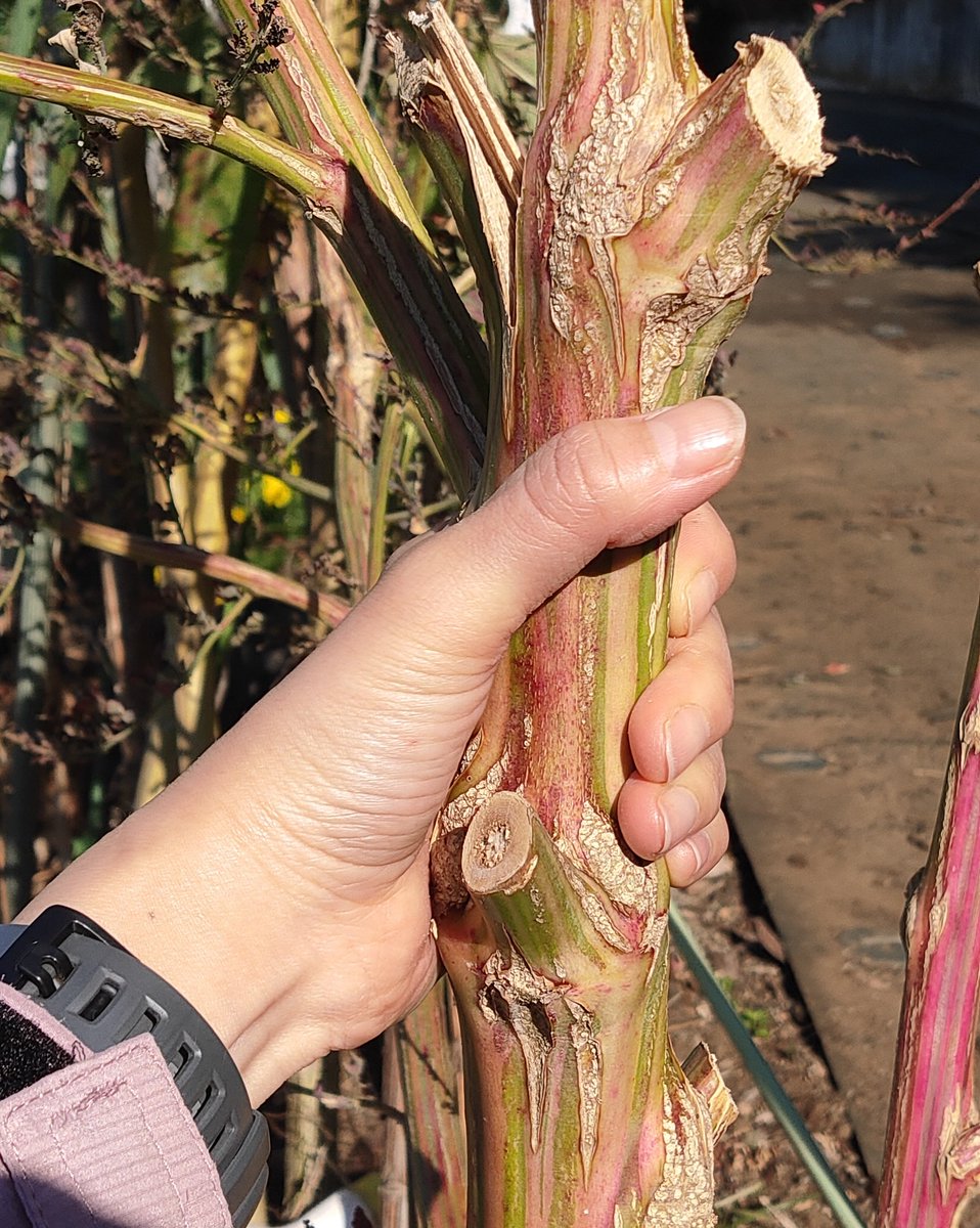 アカザの杖】 中国の仙人、七福神、水戸黄門が利用した“アカザの杖