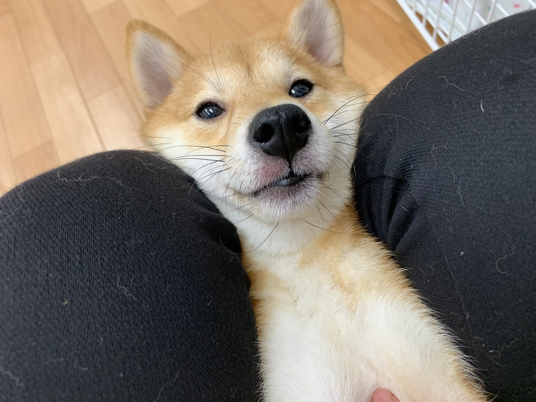 柴犬 様・専用 fkip.unmul.ac.id