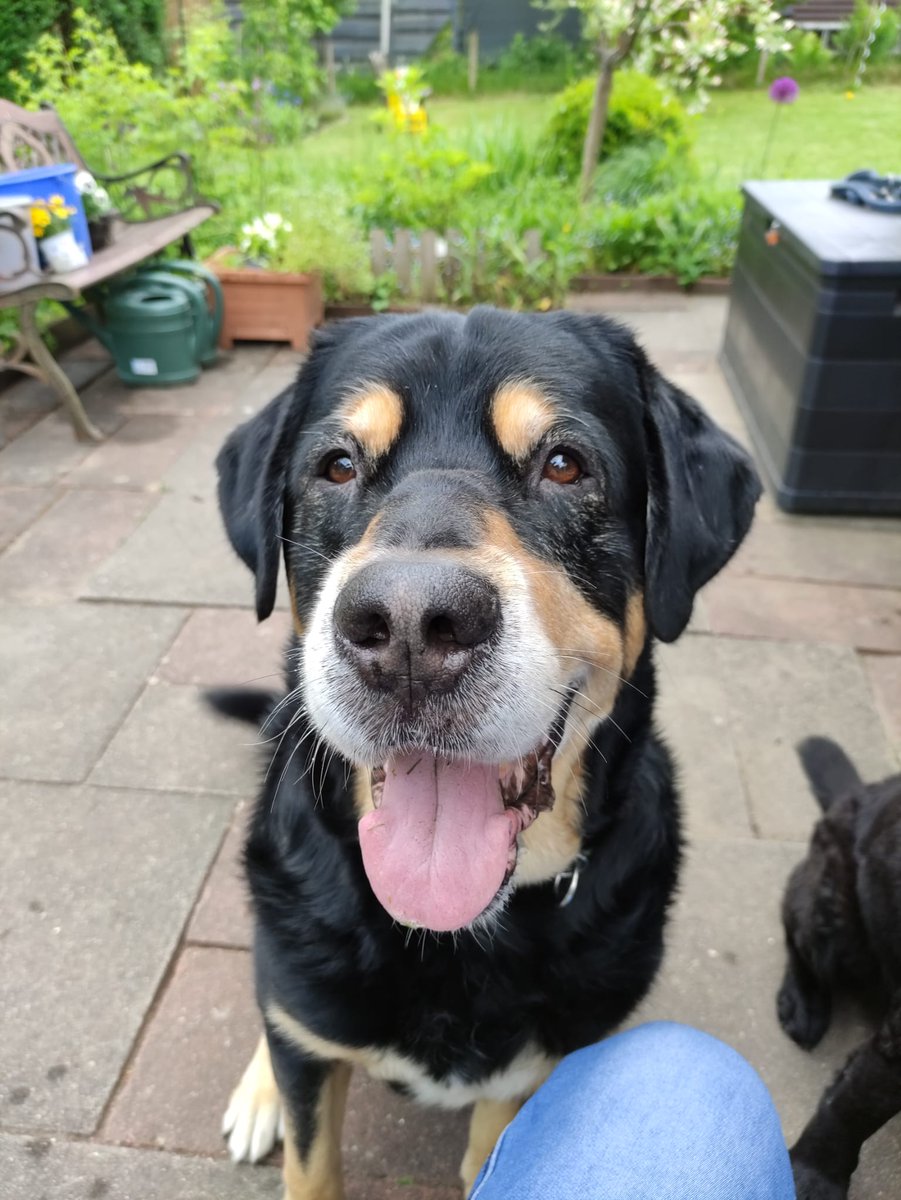 GammelinSandy's tweet photo. #Hallo ihr Lieben ich bin #schwanger 8 Monat und suche jemanden der mit meinem #Hund rausgeht vor allem die ersten paar Wochen nach der Schwangerschaft für ein voriges #kennenlernen bin ich natürlich bereit
Bei Interesse bitte per Privatnachricht
#Hamburg #Rahlstedt #Wandsbek https://t.co/78B9MSmCB8