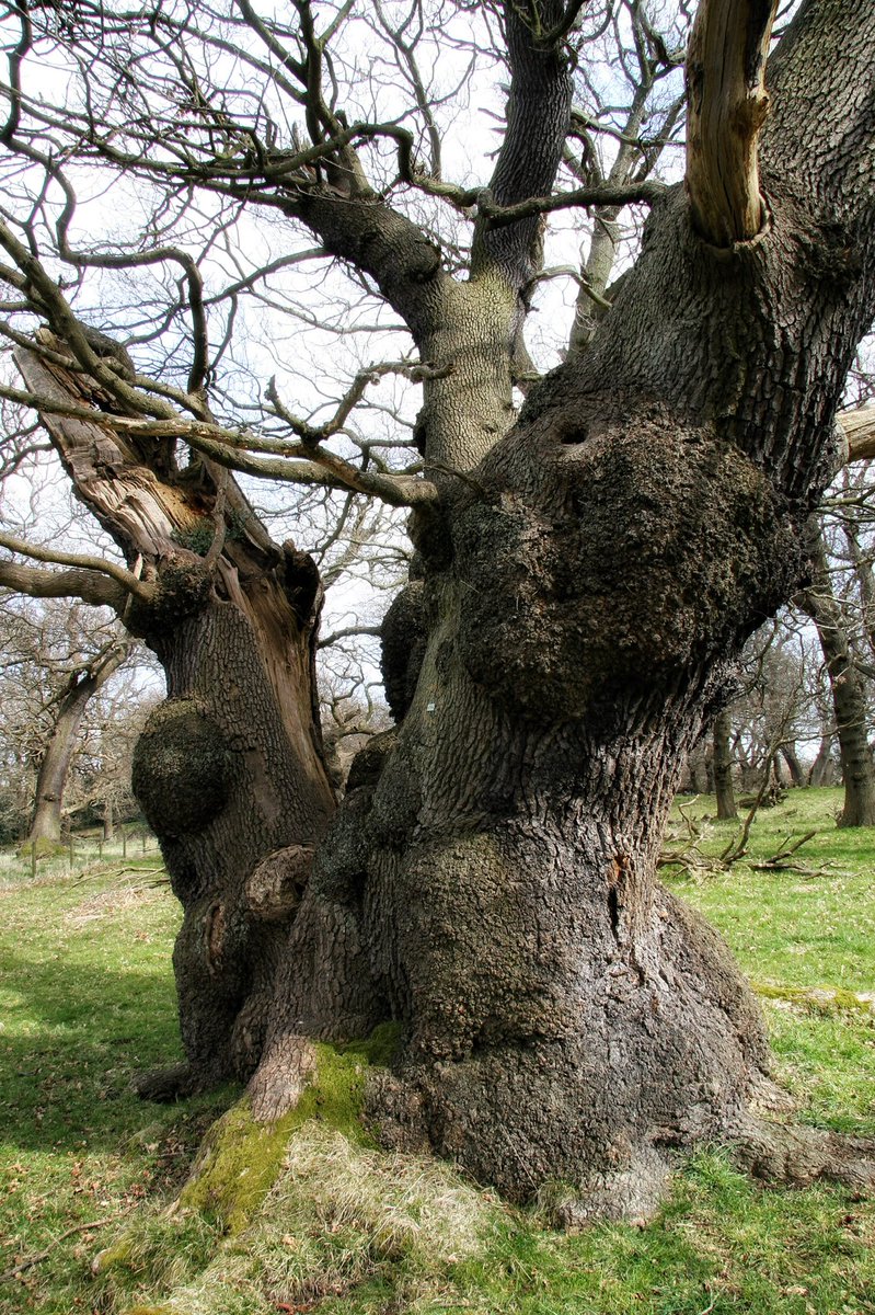 tansyleemoir's tweet image. Bringing you a beast of an oak this #thicktrunktuesday. A monument in three parts, it’s an echo from the past in this former deer park. I once spent 8 happy hours drawing it 12 times.
@keeper_of_books @KieranPlayfair @RainB47 @WildTreeAdV @RGE_Art