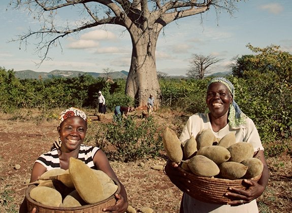 patriciakombo's tweet photo. In some countries, farmers export boabab fruits  and have invested heavily on value addition,while in Kenya people are busy uprooting boabab trees
#Boabab  
#ClimateEmergency  @Environment_Ke https://t.co/0hdGHVJrVs
