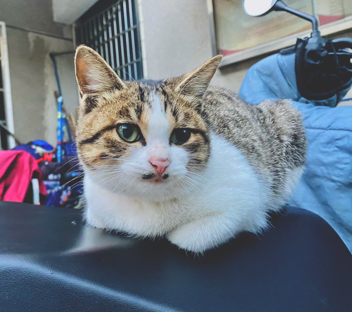 daidehu1's tweet photo. こんばんは
#猫 https://t.co/hPVD9GlMEA