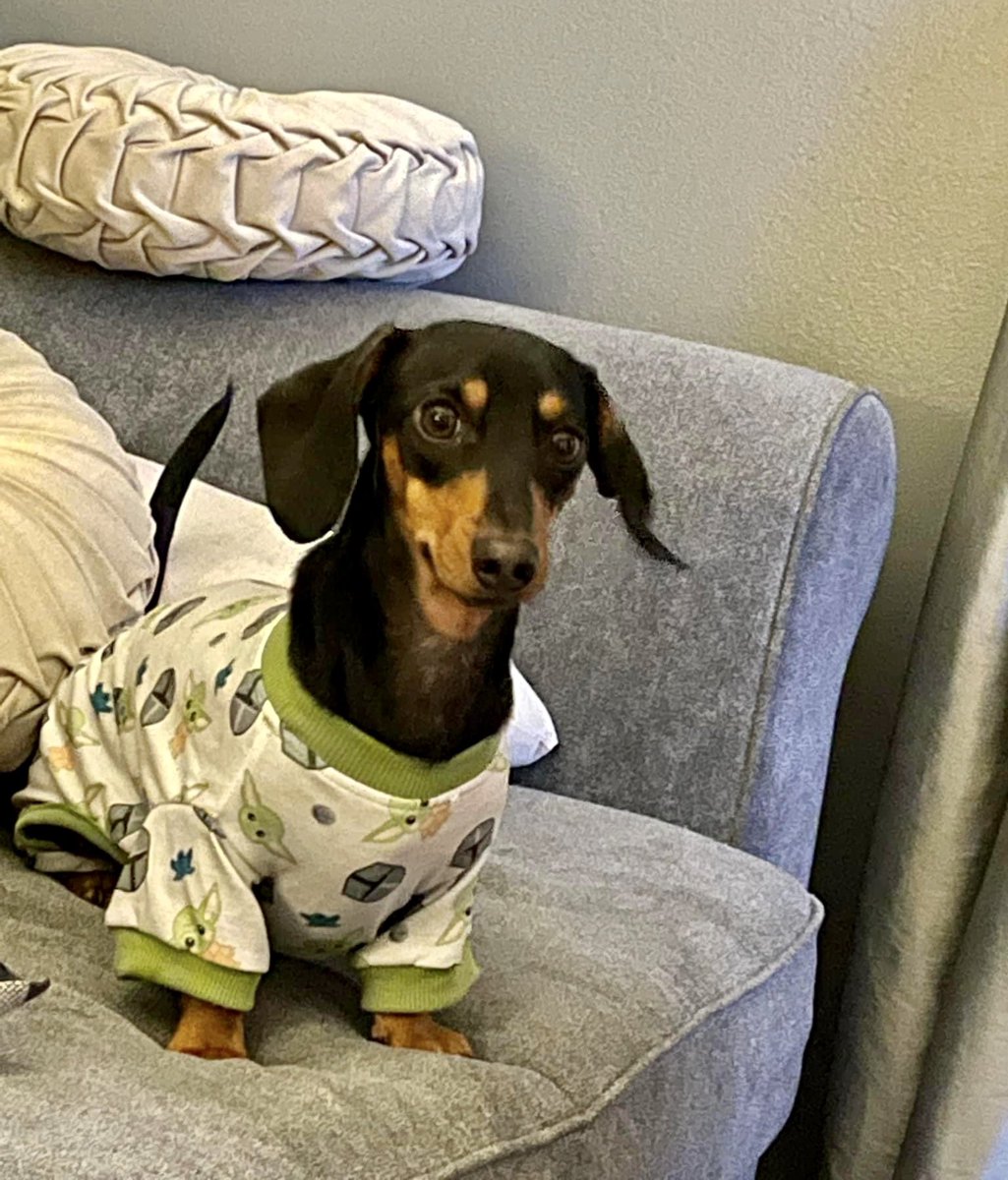 tothineownselff's tweet photo. When the temp drops below 50, we wear cozy pjs in the Deep South
#DudleyDog #cute #DogsofTwittter https://t.co/17Hw0oiXso