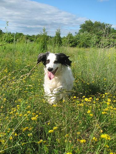 Dog__CEO's tweet photo. It's not bog of the day, it's dog of the bay. #dogoftheday https://t.co/BCFWd3YtGU