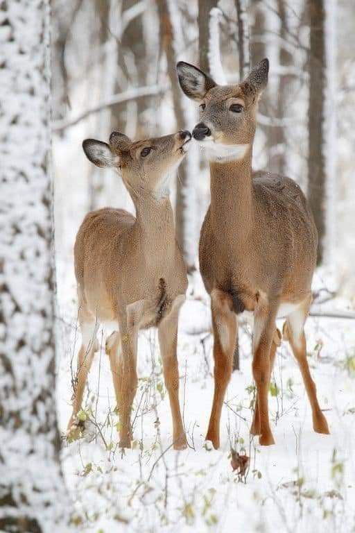 ♡•Have a nice Tuesday for all•♡
    。*✧◍ ❄️🤍🦌🤍❄️◍✧⁠*⁠。

#NaturePhotography #beautiful #tuesdayvibe #NatureBeauty