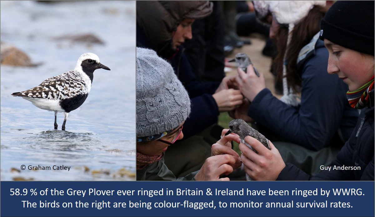 Graham Appleton (@grahamfappleton) on Twitter photo The Wash is the most important estuary in the UK for Grey Plover, with <a href="/WeBS_UK/">Wetland Bird Survey</a> counts of 8000+ in autumn.
A barrage/port development would be a disaster.
<a href="/WashWader/">Wash Wader RG</a> studies of #waders #shorebirds that rely on this <a href="/RamsarConv/">Convention on Wetlands</a> site:
wadertales.wordpress.com/2019/08/15/six…
#ornithology The Wash is the most important estuary in the UK for Grey Plover, with <a href="/WeBS_UK/">Wetland Bird Survey</a> counts of 8000+ in autumn.
A barrage/port development would be a disaster.
<a href="/WashWader/">Wash Wader RG</a> studies of #waders #shorebirds that rely on this <a href="/RamsarConv/">Convention on Wetlands</a> site:
wadertales.wordpress.com/2019/08/15/six…
#ornithology