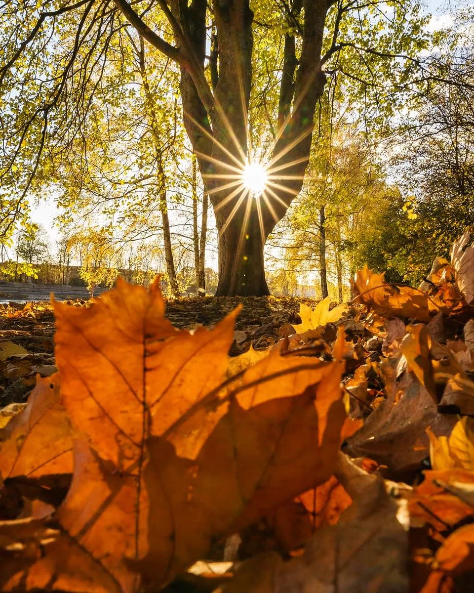 n_suravi's tweet photo. Welcome to happy day....❤️❤️❤️

#autumn #nature #fall #autumnvibes #photography #love #naturephotography #october #photooftheday #landscape https://t.co/vLv3kE4UKk