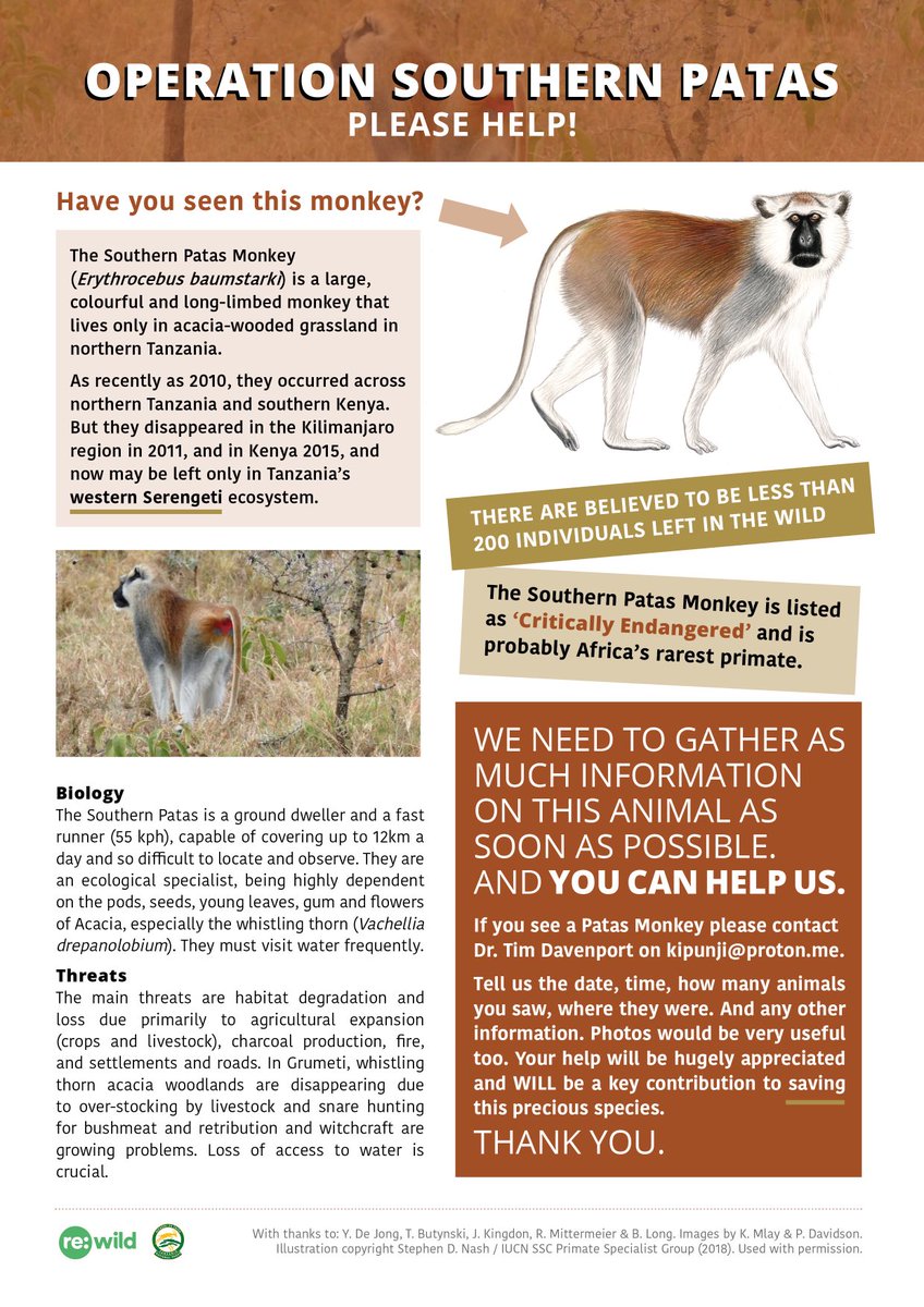 ***URGENT HELP NEEDED!!!***
Operation Southern Patas
In or going to Serengeti / Grumeti? Tourist or Guide? Please be in touch if you see this animal. Photo / location even better. Read below and help us save Africa’s rarest monkey! Please ReTweet. Thank you.