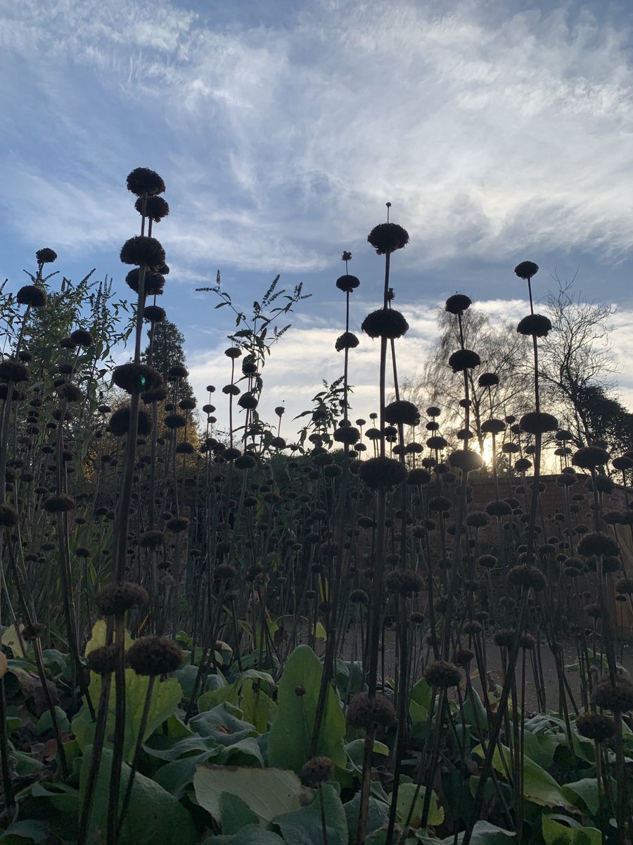 JaneCrossley3's tweet image. Phlomis standing guard - so many ladybirds in the furry skirts of their leaves #gardens #Herefordshire #winterstructure