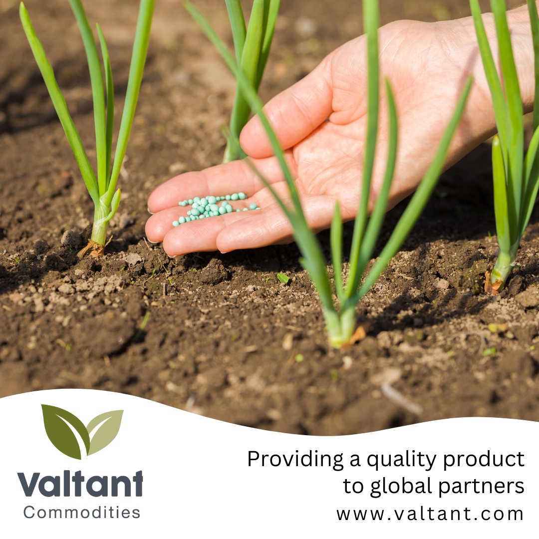 Valtant1's tweet photo. Potassium is an essential #macronutrient for plants: Regulates water uptake
Helps with protein formation
Helps them avoid disease.
https://t.co/KBtOmEZPkp

#potassium #qualityfertiliser #soilanalysis #MuriateofPotash #SulphateofPotash #Potashplus #Polysulphate #Kainit #Sulphates https://t.co/3ECfbqcK2V