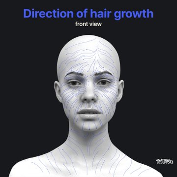 Anatomy For Sculptors on X: "Different types of hair throughout the body all share a single stream of growth direction. For example, you can trace a continuous line from the head hair through the peach fuzz on the forehead and to the eyebrows. #anatomy4sculptors https://t.co/VQhXeWZNz8" / X