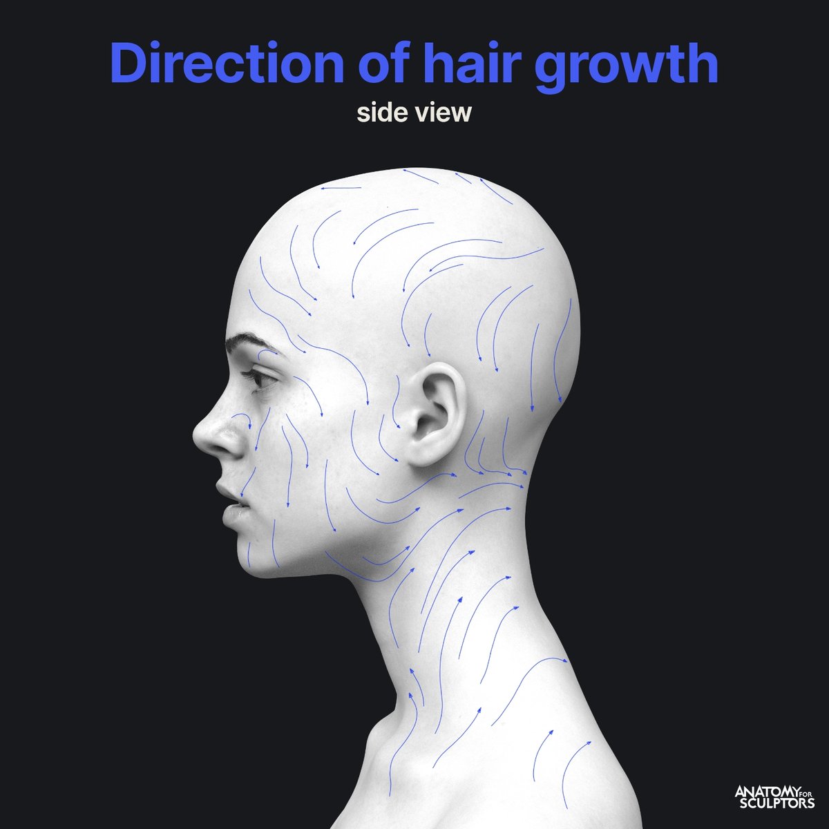 Different types of hair throughout the body all share a single stream of growth direction. For example, you can trace a continuous line from the head hair through the peach fuzz on the forehead and to the eyebrows. #anatomy4sculptors