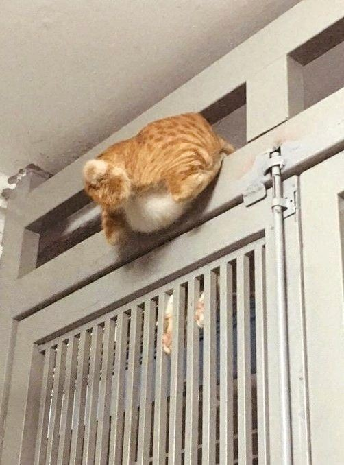DontShowYourCat's tweet photo. ass too fat https://t.co/1Khwue2bh2