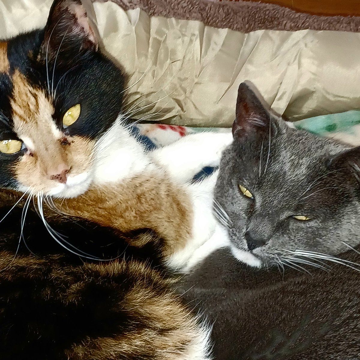 REisenbarger's tweet photo. @TheStourbridge Sister's, June Bug &amp; Willow. https://t.co/Zy5Cpn8FVE