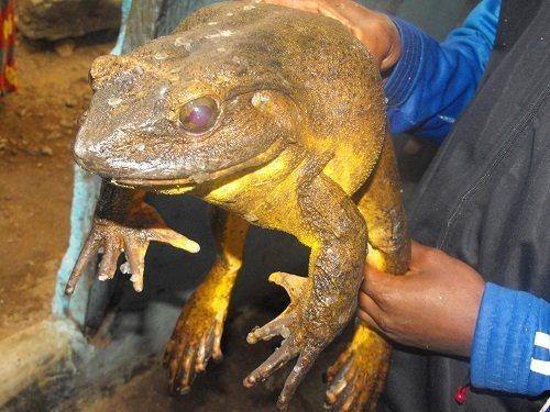 Global_Folder's tweet photo. The Goliath frog is the world’s largest frog and it can be found in Cameroon 🇨🇲 and Equatorial Guinea 🇬🇶 Goliath frog, which is 32 centimetres in length, can live up to 15 years in the wild. It can live up to 21 years in captivity. https://t.co/DULLbhU1jO