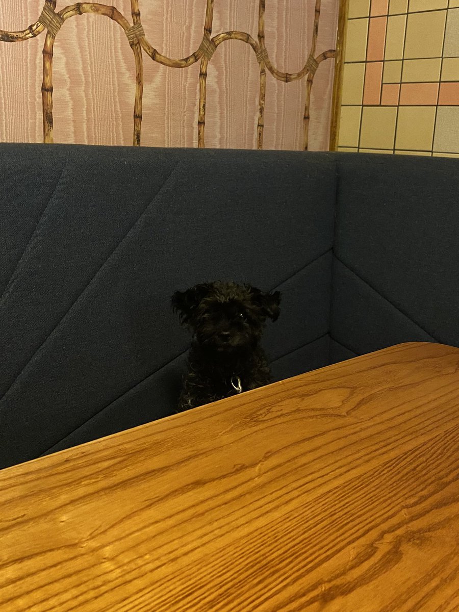 Started taking my dog on breakfast dates and he is so polite look at him I love this little man so much