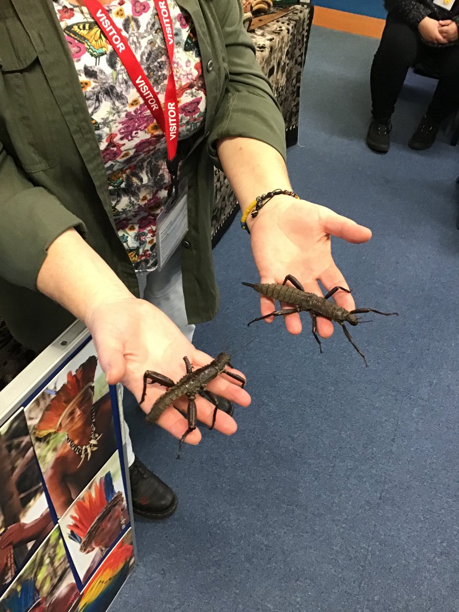 Class3dl's tweet photo. Year 3 are having an amazing time on their rainforest day. We’ve been finding out about all these fascinating creatures!😄🕷🌿 https://t.co/L6PMtPJvqi