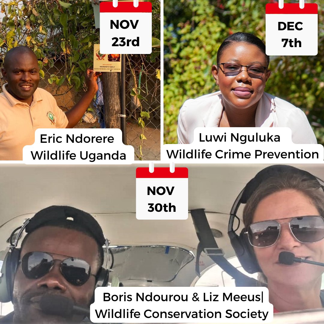 kathret's tweet photo. We have a great few weeks ahead with #conservationconservations first up is Eric from #WildlifeUganda, followed by @TheWCS Borris  Ndourou @RhinoAwards winner and then Luwi Nguluke from @WildlifeCrimePr head to https://t.co/bN3ZH3R8DU to find out more https://t.co/wfmWTG10aN