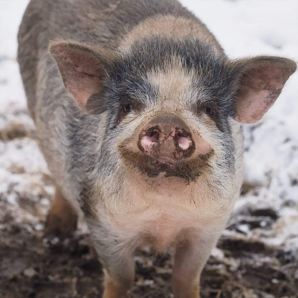 gieniutkowo's tweet photo. A Wam jak mija #wtorek?
#Dżordż pozdrawia 🐽
#GoVegan #WspierajAzyle #Gieniutkowo https://t.co/SclCTfs0pz