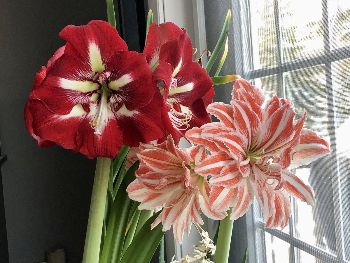 Have you planted amaryllis or paperwhite bulbs yet? We have a great selection of jumbo-sized bulbs in stock.
