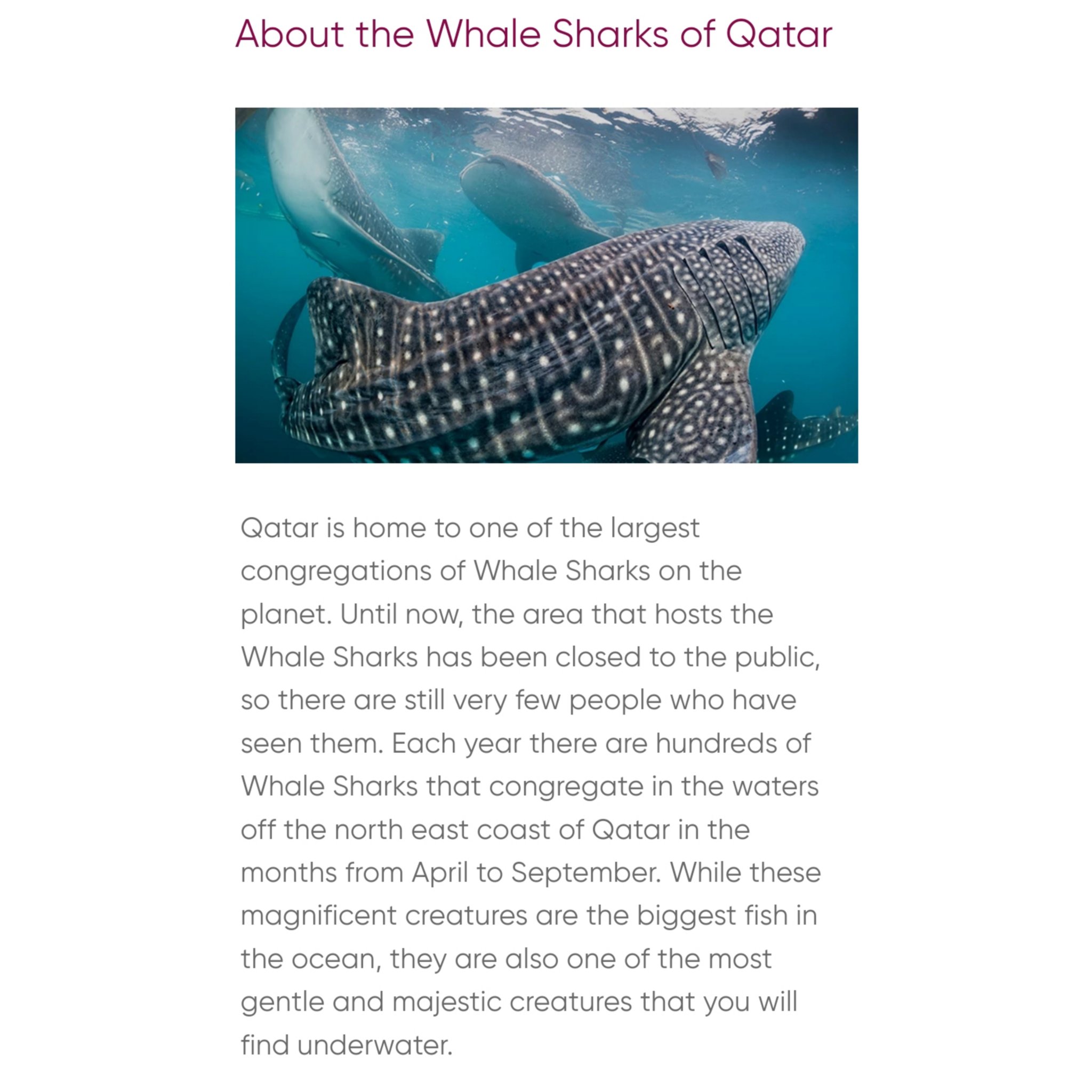 Whale Sharks Quotes The Big Questions Remaining About Whale Sharks