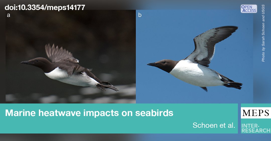 MEPS_IR's tweet photo. In a new USGS study, skinny #CommonMurres with protruding keels (a) were observed in Alaska following the northeast Pacific #MarineHeatwave, in stark contrast to their normal body condition (b), suggesting extreme #ForageFish scarcity. #PacificSeabirds
https://t.co/xKD1CiQwuc https://t.co/yswPn1QrCF