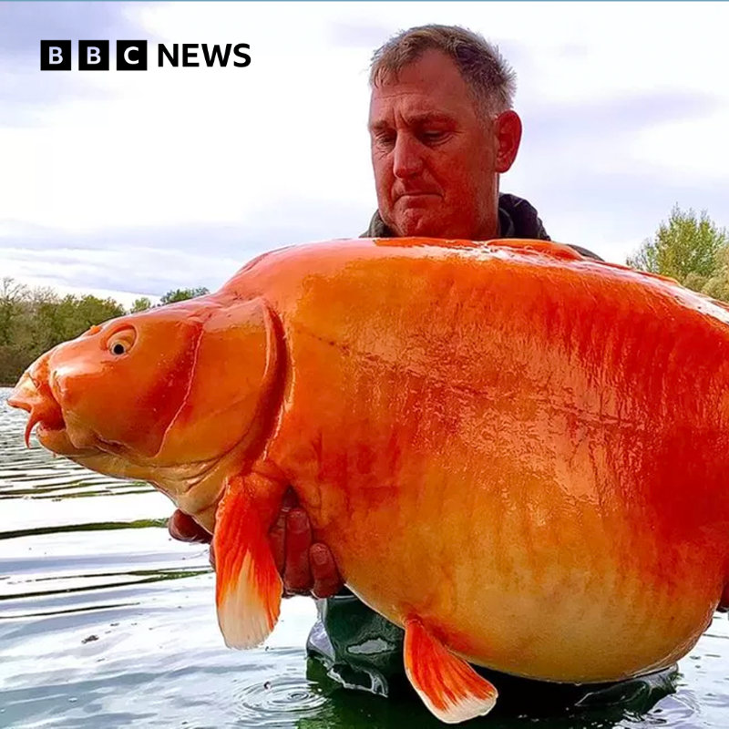 BBCWorld's tweet photo. "You're gonna need a bigger bowl"

Angler catches giant goldfish known as 'The Carrot'