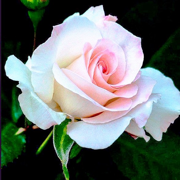 IslamicTipsurdu's tweet photo. RT @DIEBO37: RT @IslamicTipsurdu: RT @DIEBO37: RT @DJdZ8EdB2hmJ3R4: @1228erin @NBotvinik @BarbaraLoraineN @Dianne__LadyD @89BrownSugar @SnaithPauline @2012Beckysmith @Ikigai37506282 @ls_ganesan @pennyjth4 @noetic_heart @alexandrester @nfteam3 @LEJStiener… https://t.co/nMpNIK32sn
